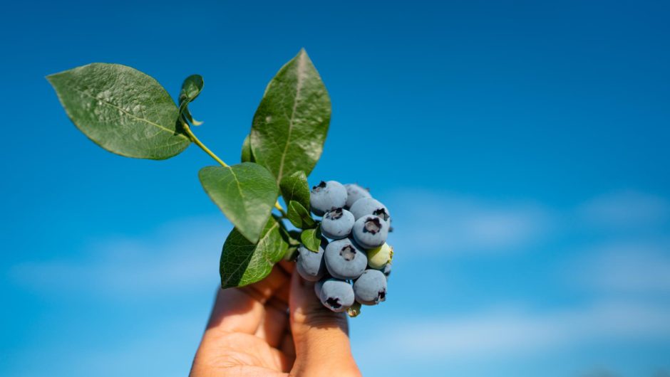 Afinele și secretele lor antioxidante pentru o viață mai lungă