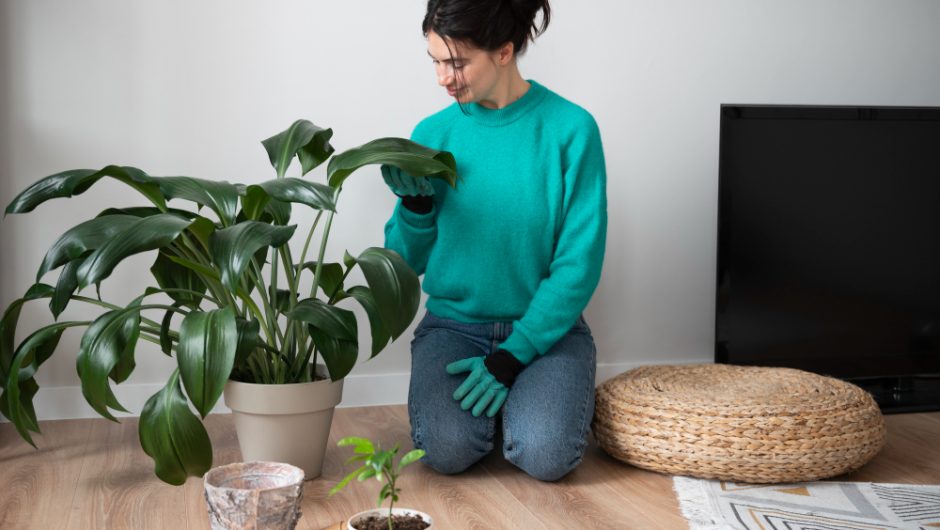 Plante toxice pentru animalele de companie pe care să le eviți